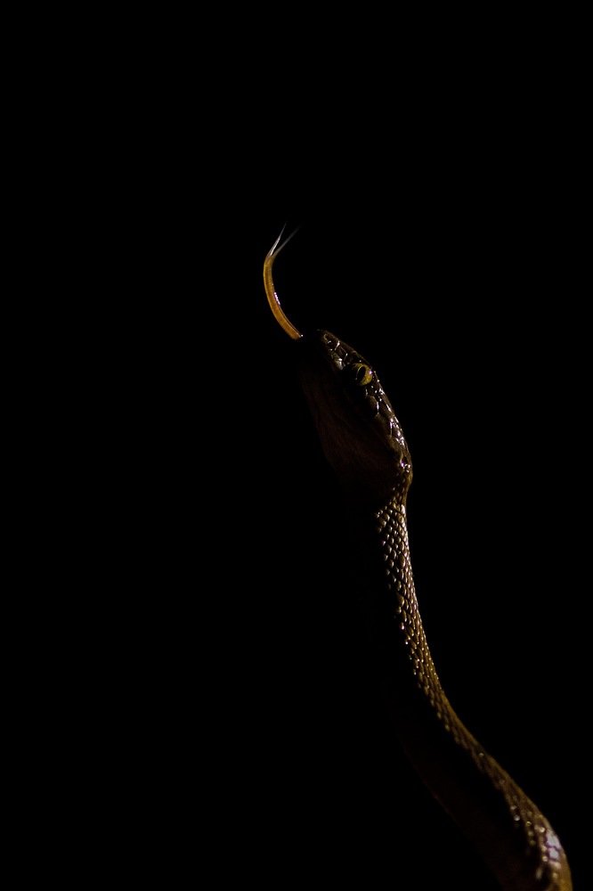 Photograph by Kalyan Chakraborty