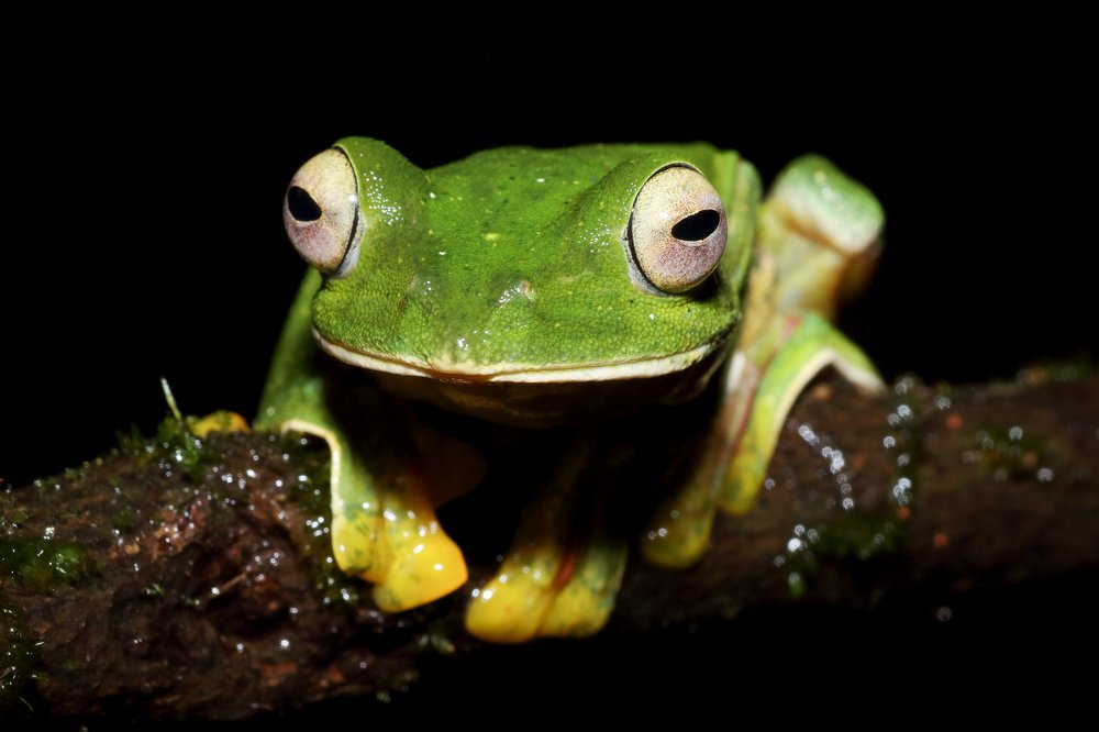 Malabar gliding frog