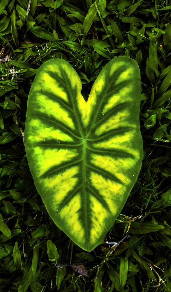 Photograph by  khan avi