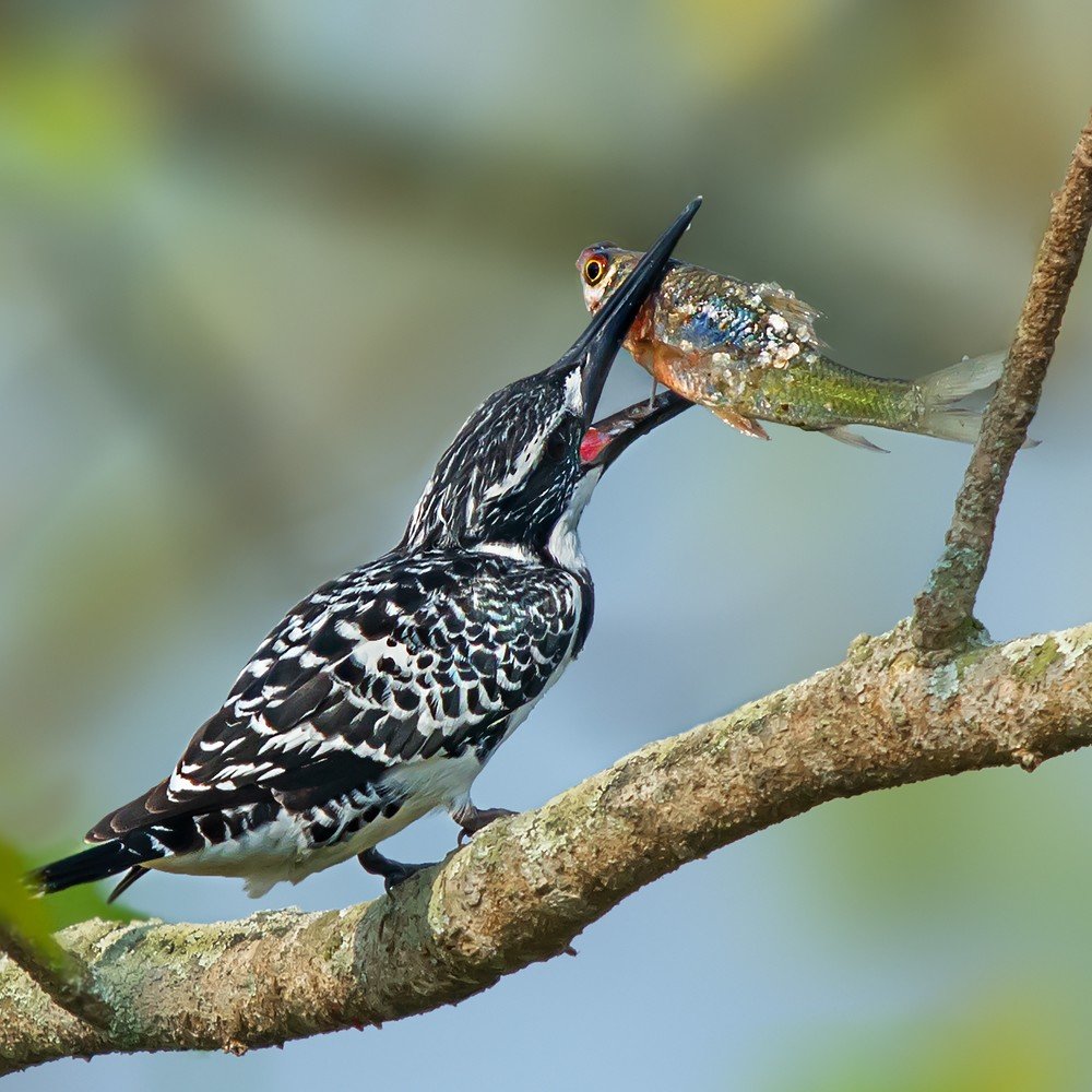 Pied Kingfisher with catch