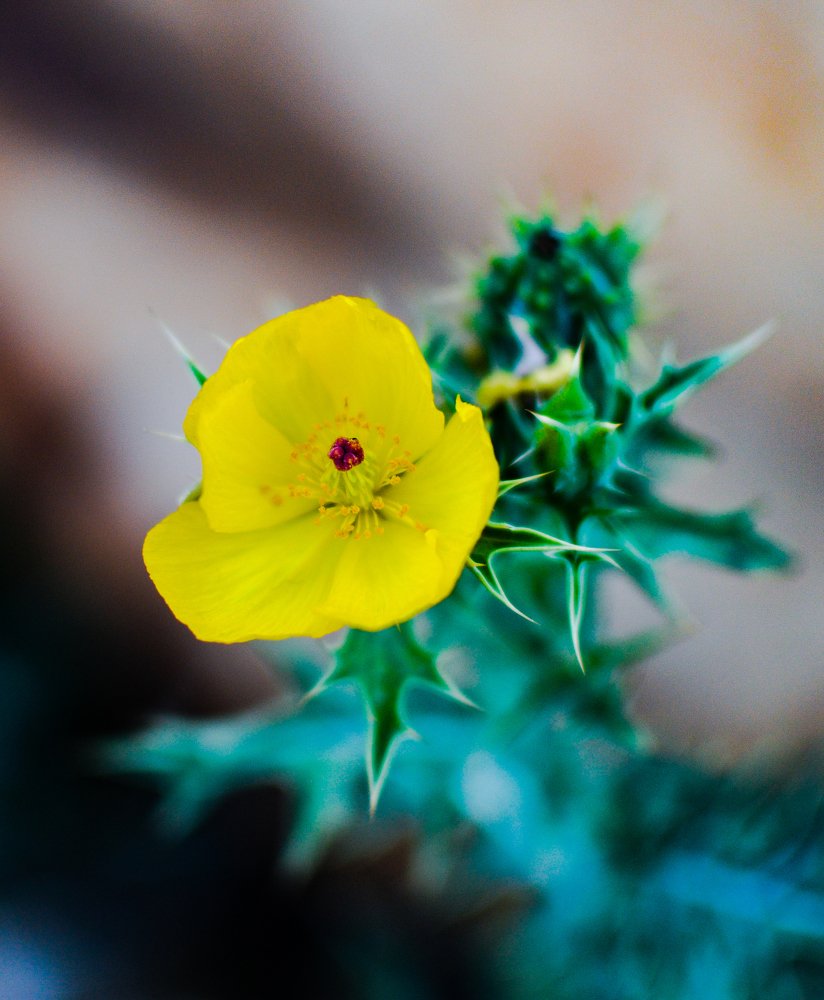 Photograph by Sourav Ghosh