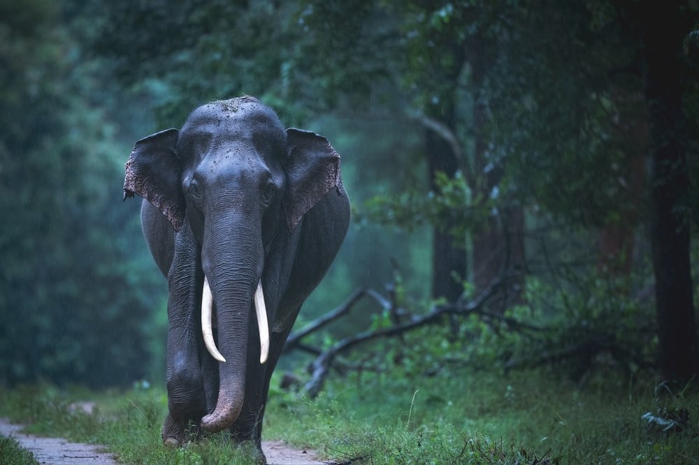 Photograph by Zaheer Abdul rahman