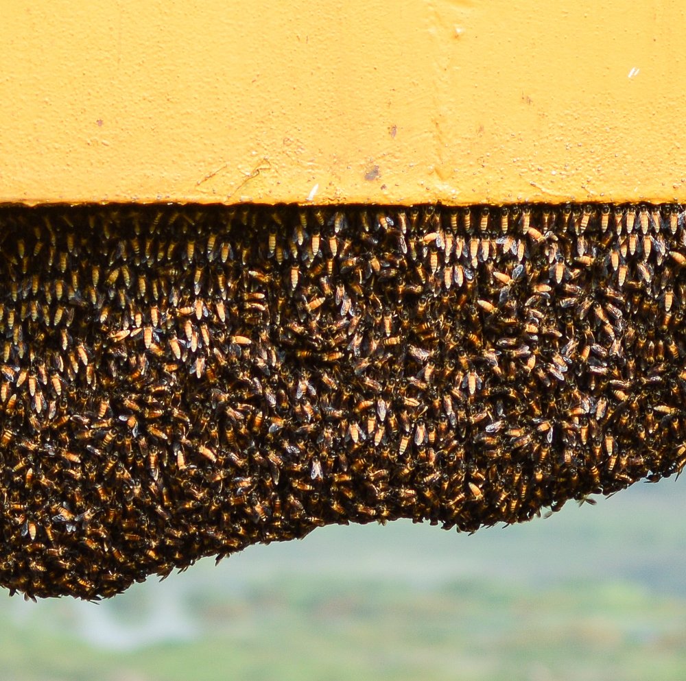 Photograph by Sourav Ghosh