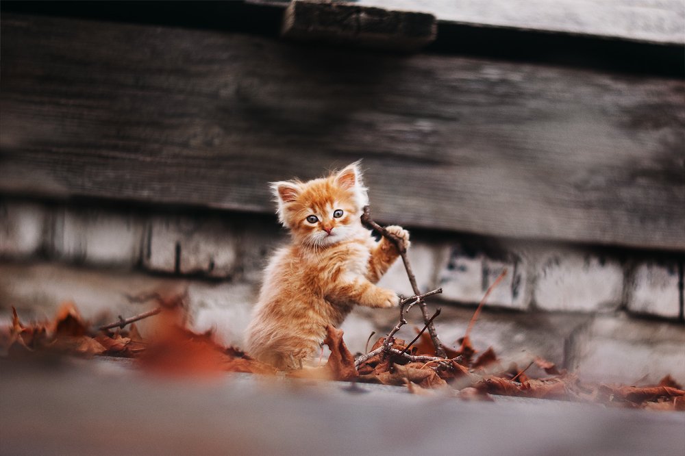 Photograph by Татьяна Афиногенова