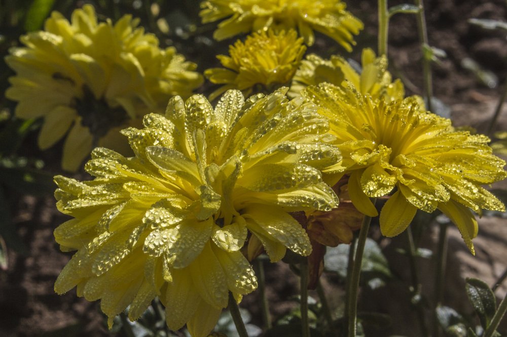 Фотография автора Галина Луценко