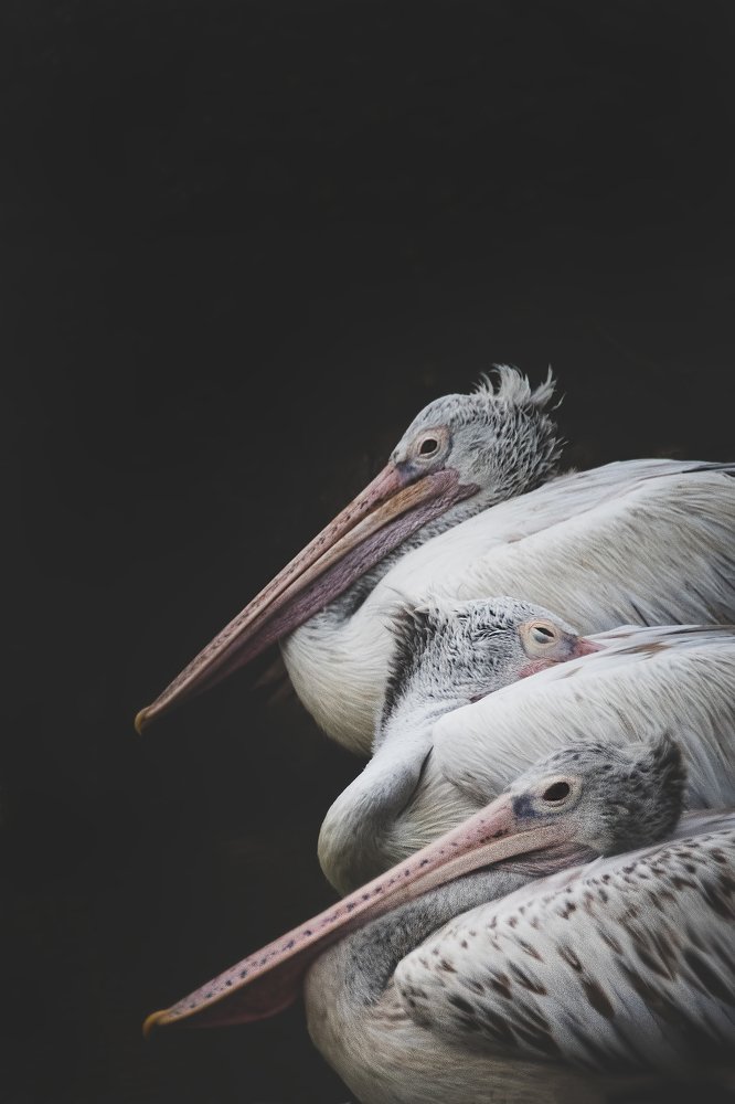 Photograph by Zaheer Abdul rahman