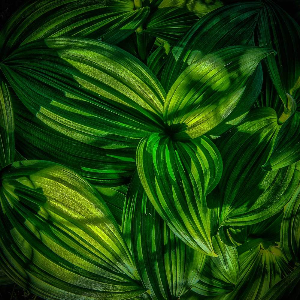 Геометрия природы