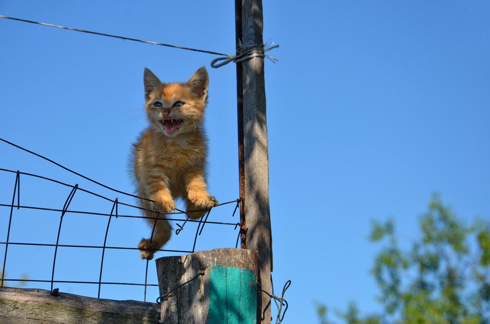 Мааа-мааа!!!!