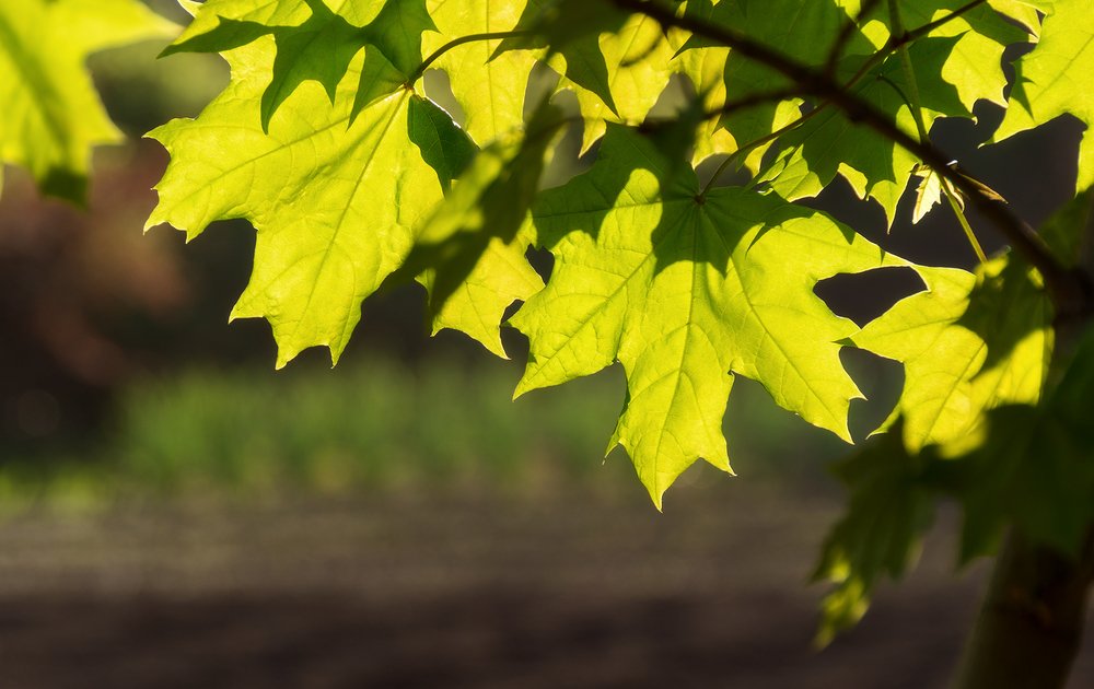 Кленовые листья летом в ярком вечернем свете