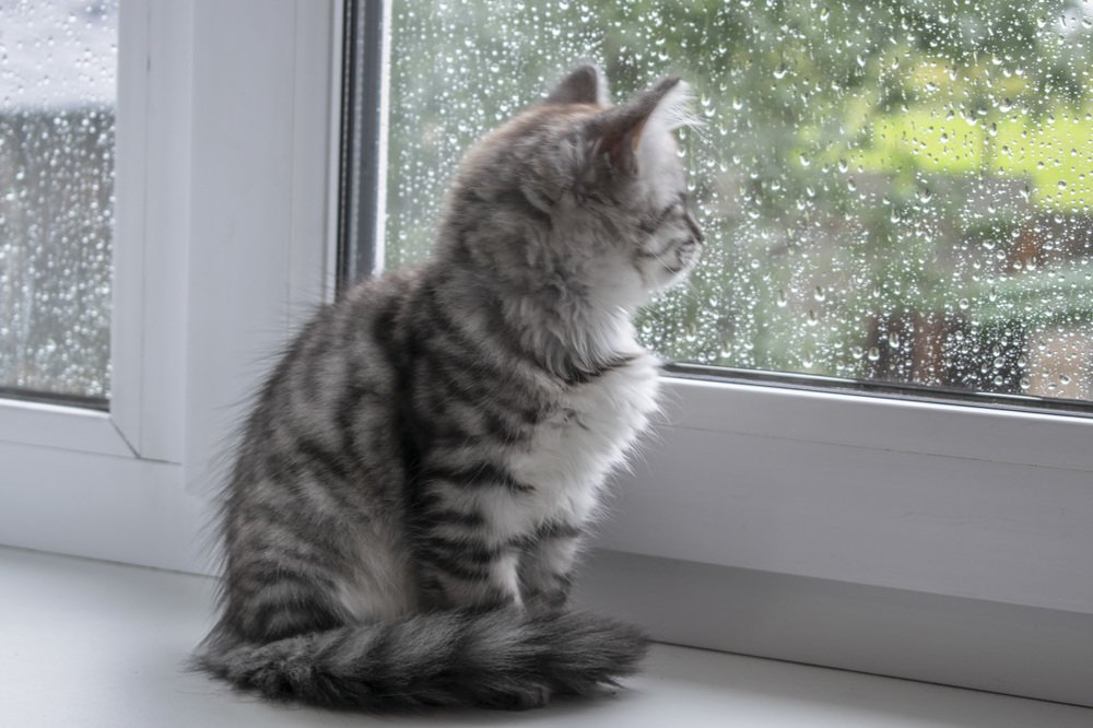 За окном грустная погода