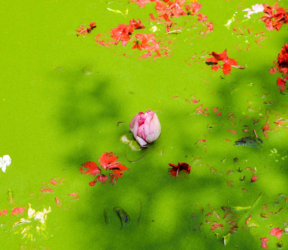 Photograph by Sourav Ghosh