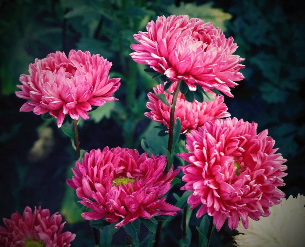 Photograph by Елена Трапезникова