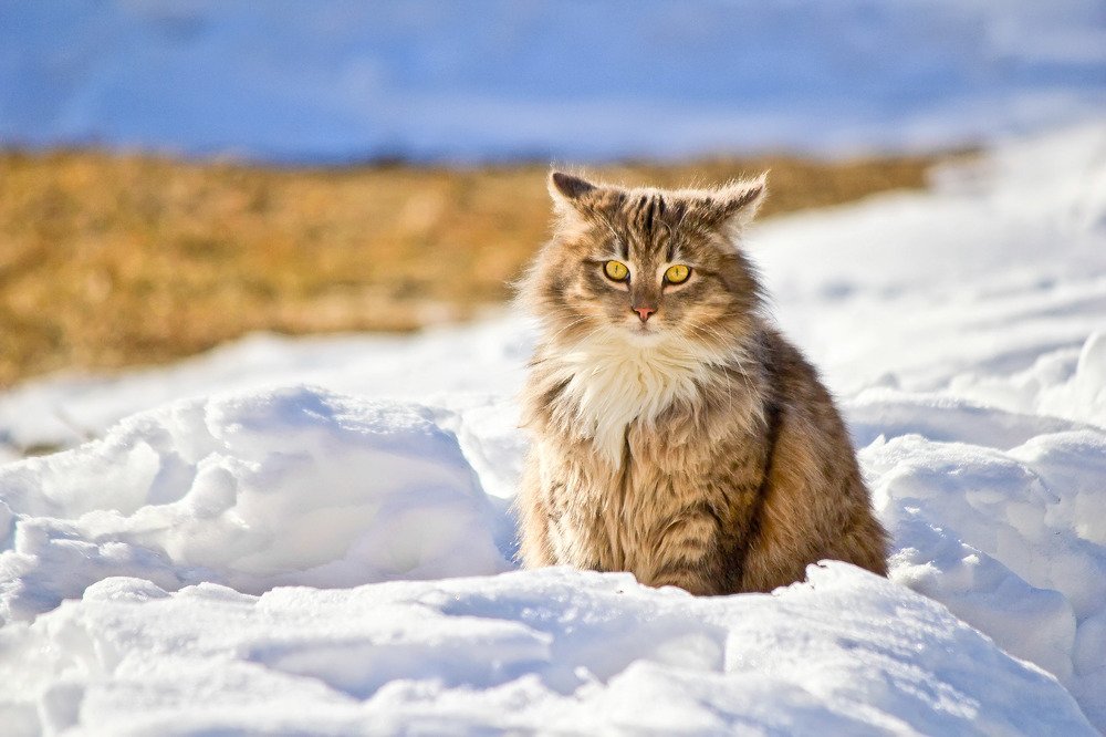 А завтра будет весна!