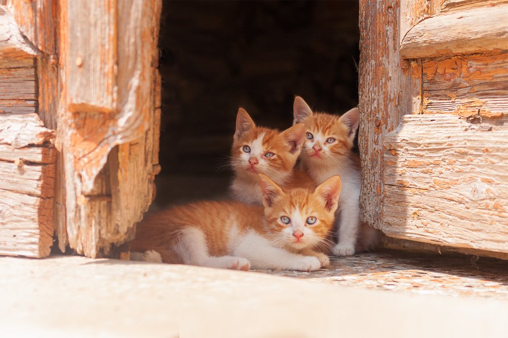 Photograph by Иван Квятковский