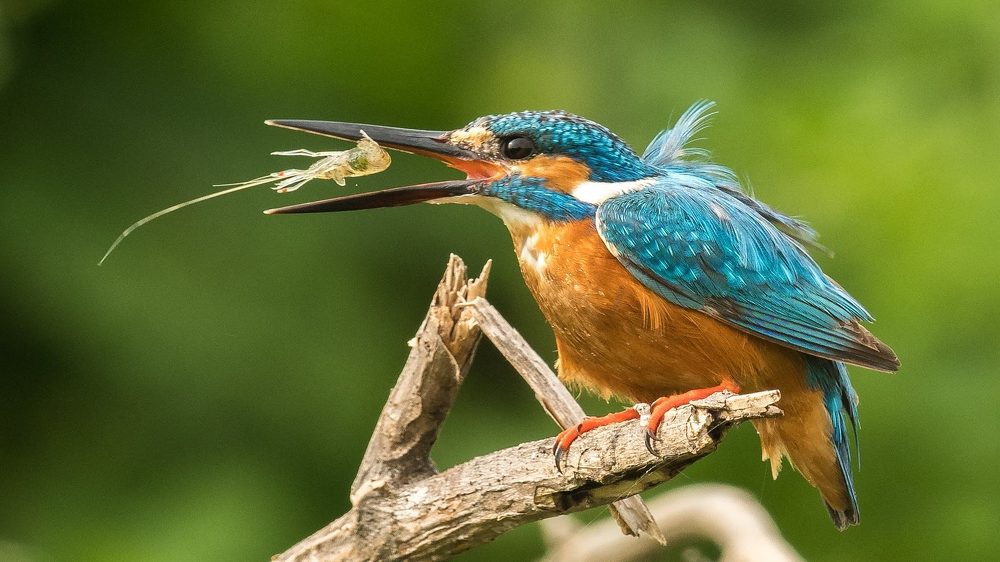 Photograph by Gajendra Bawane
