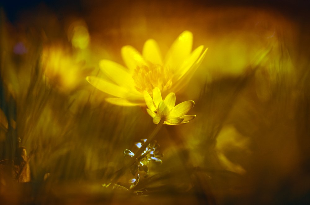 Photograph by Татьяна Аверина