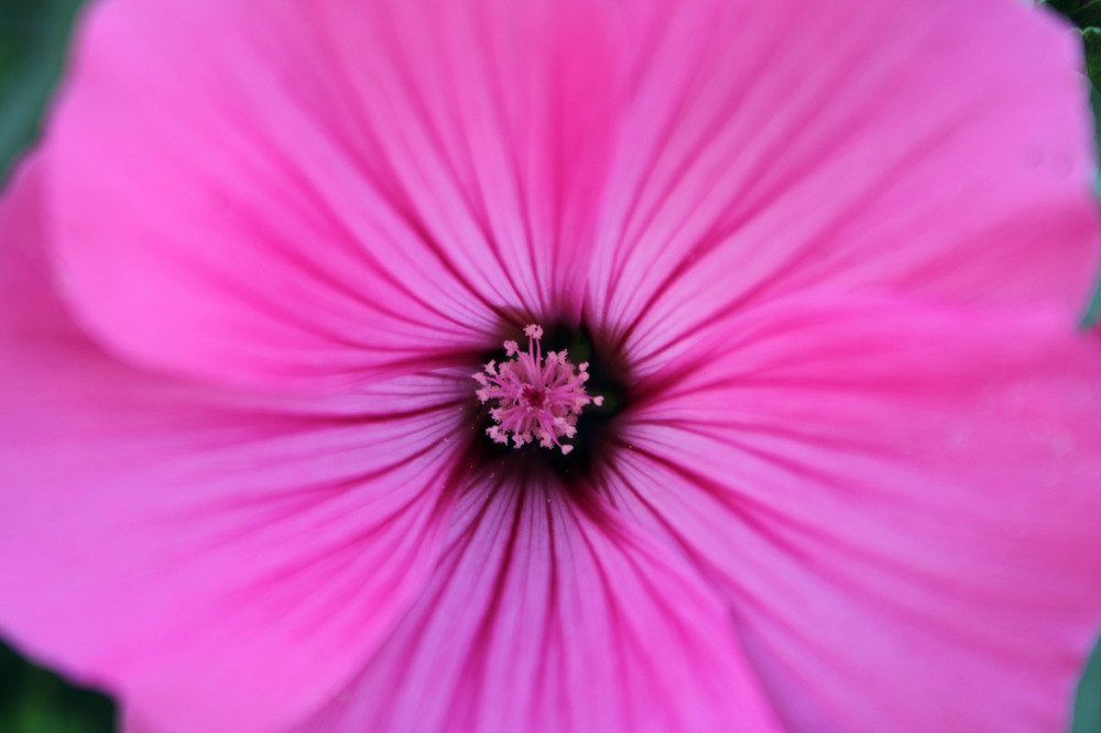 Photograph by Анна Ополихина