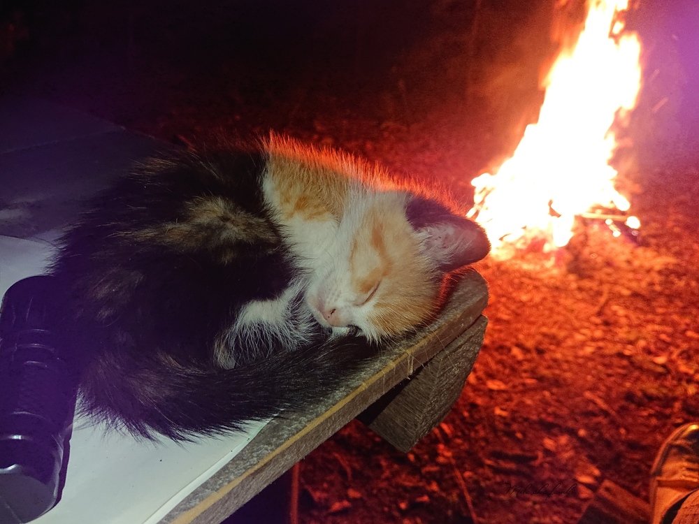 Деревенский котик