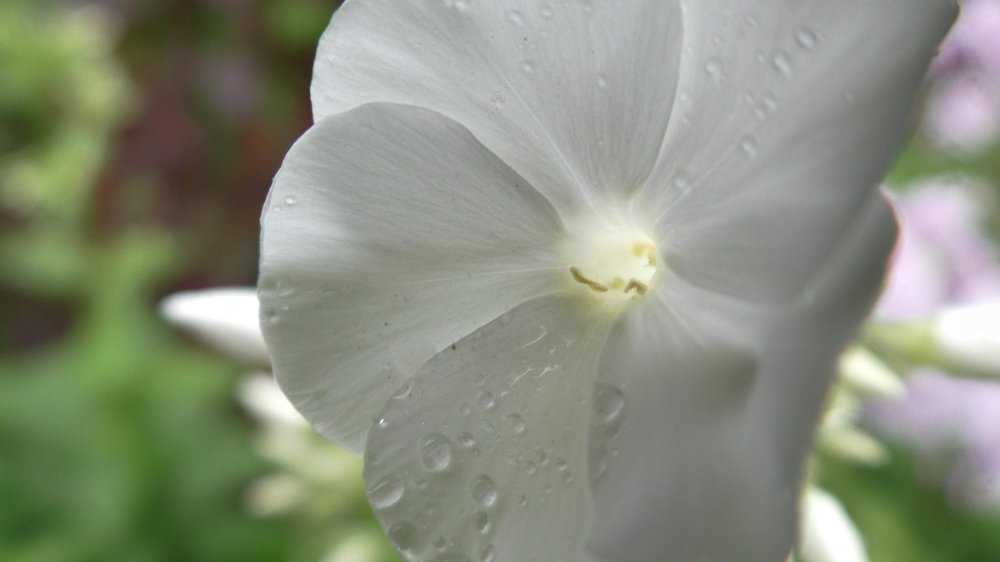 Белый цветок - белый свет