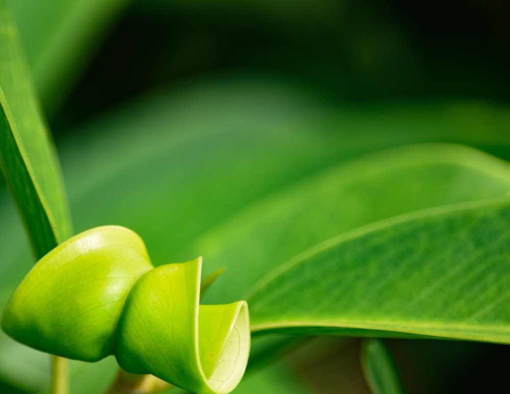 Photograph by Josue Lintanga