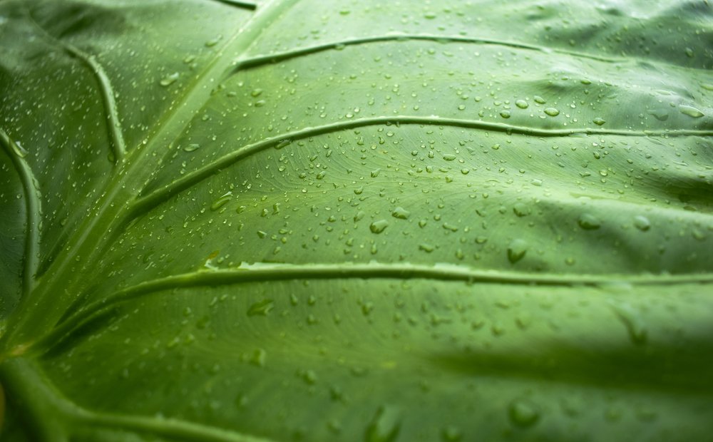 Photograph by Josue Lintanga