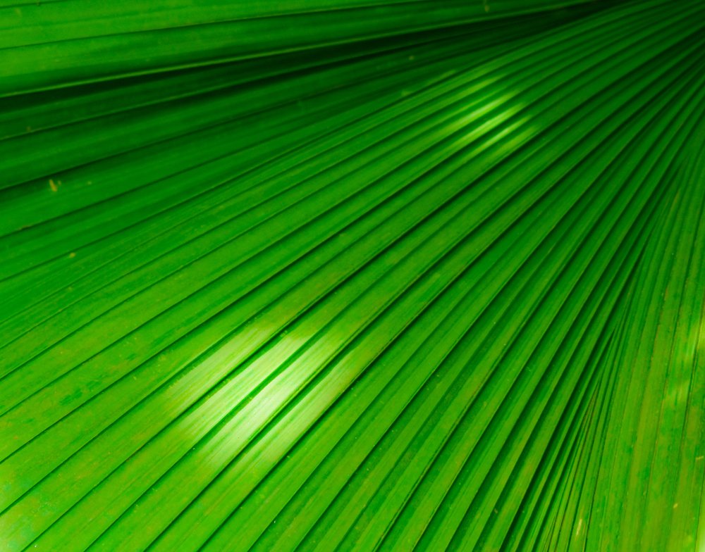 Photograph by Josue Lintanga