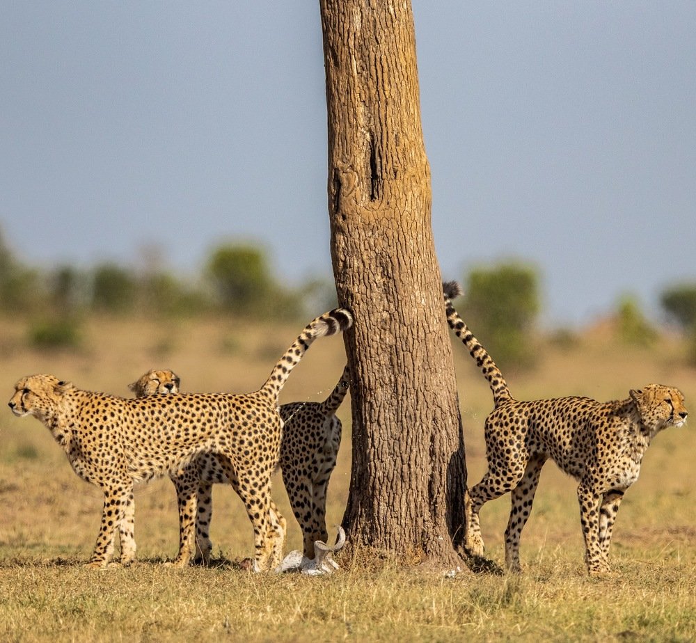 The 3 Musketeers in action...