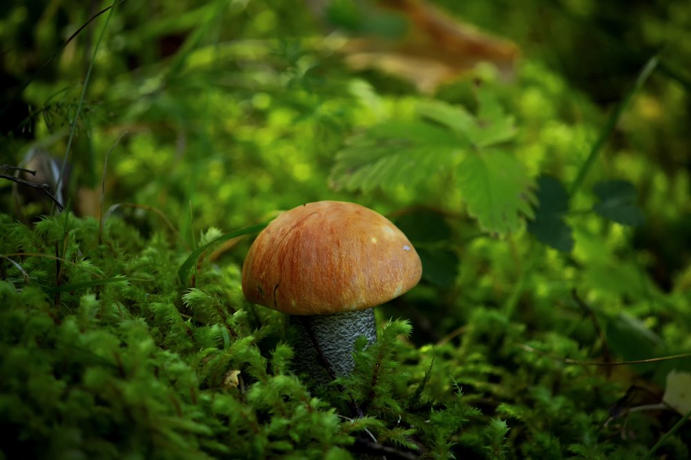 Photograph by Вениамин Кожинов