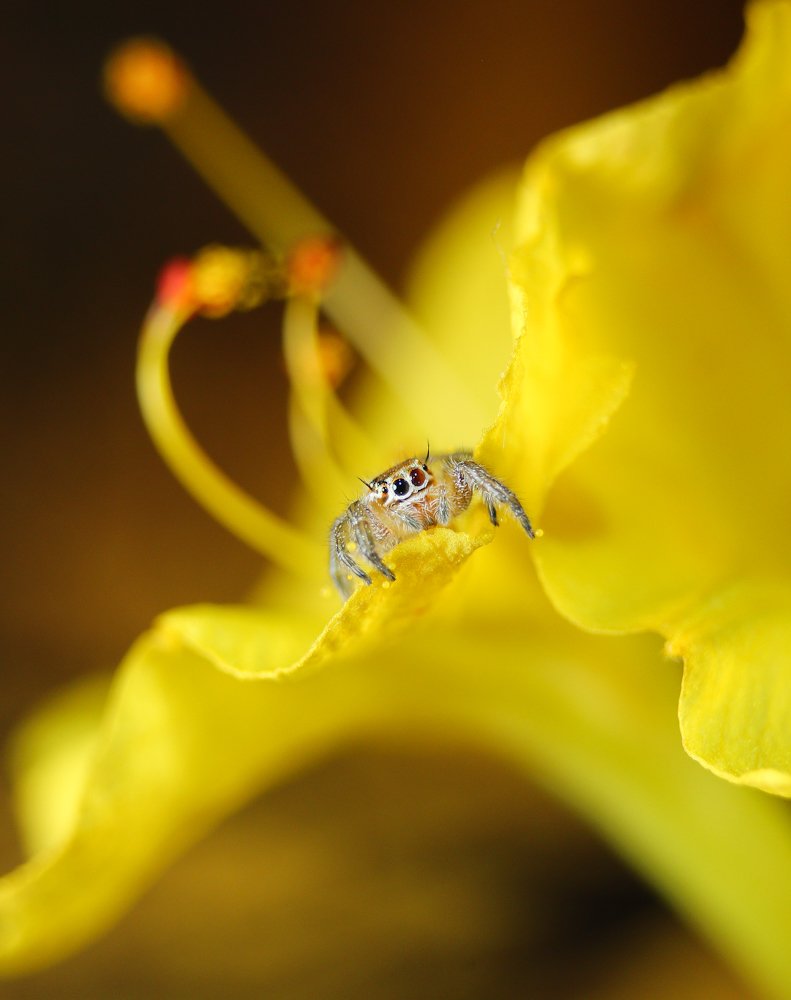 Photograph by Peyman Perota