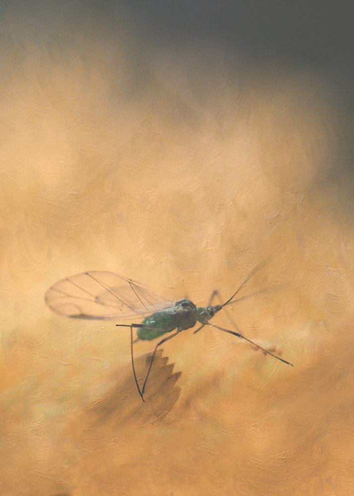 Photograph by Kristina Zvinakeviciute