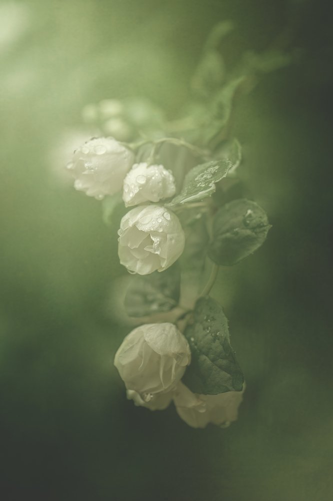 Photograph by Kristina Zvinakeviciute