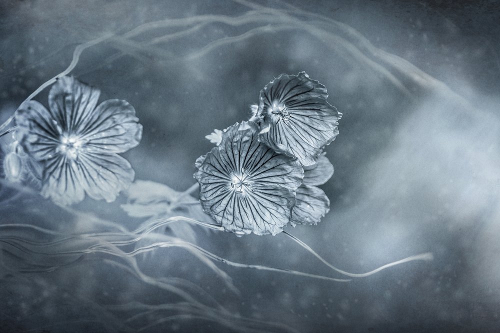 Photograph by Kristina Zvinakeviciute