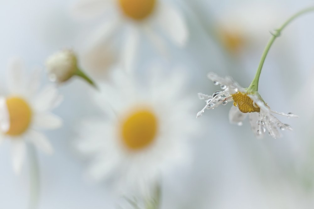 Склонившись перед большинством...