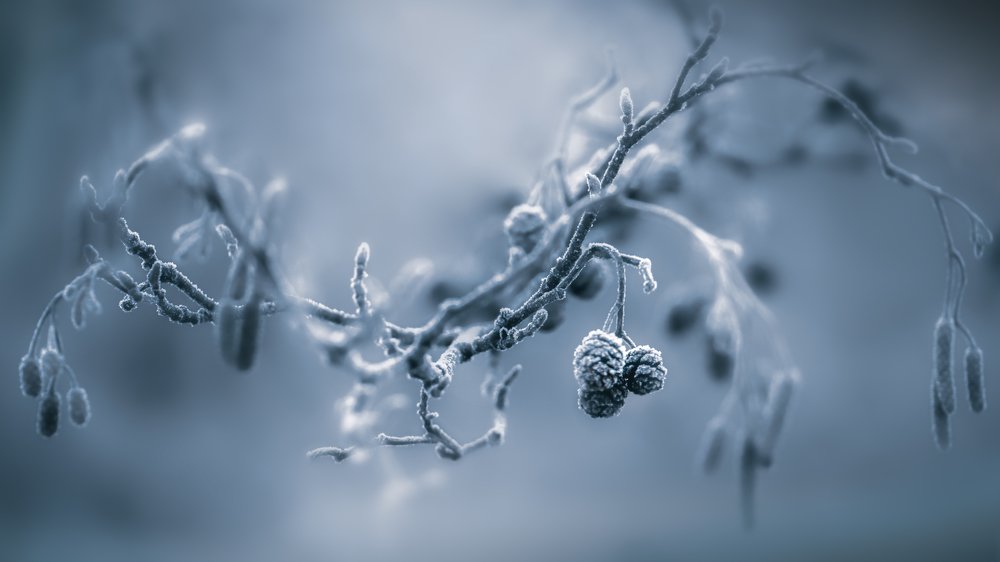 Photograph by Kristina Zvinakeviciute