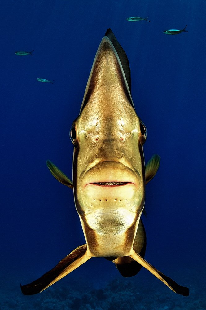 Photograph by Ferenc Lorincz ifj.