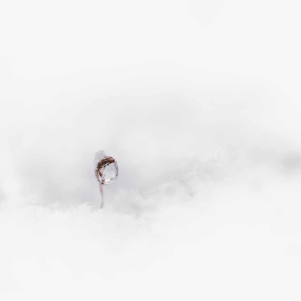 Photograph by Kristina Zvinakeviciute