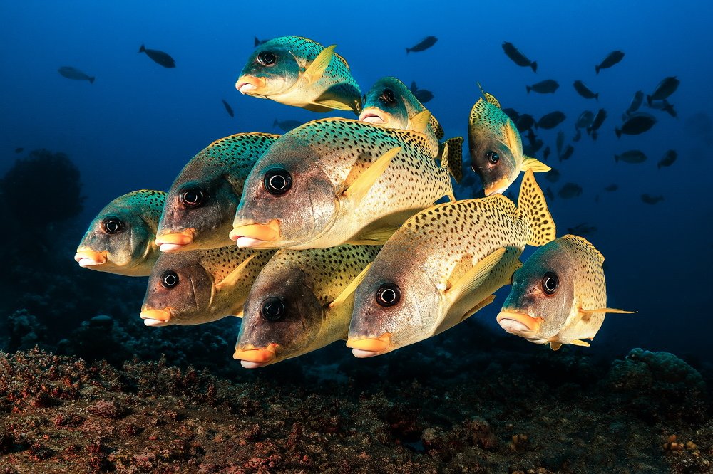 Photograph by Ferenc Lorincz ifj.