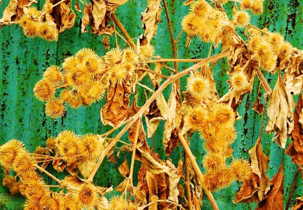 Колючий креатив.