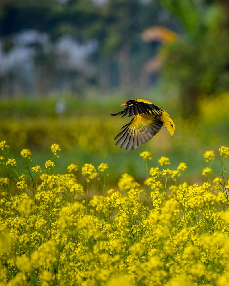 Yellow is flying over the yellow.