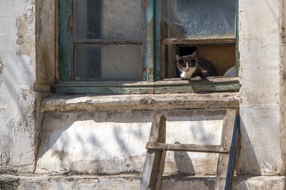 Не всем котам ......