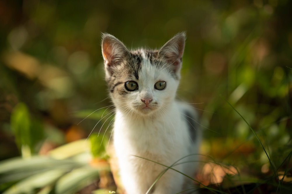 Photograph by Владимир Пакалевич