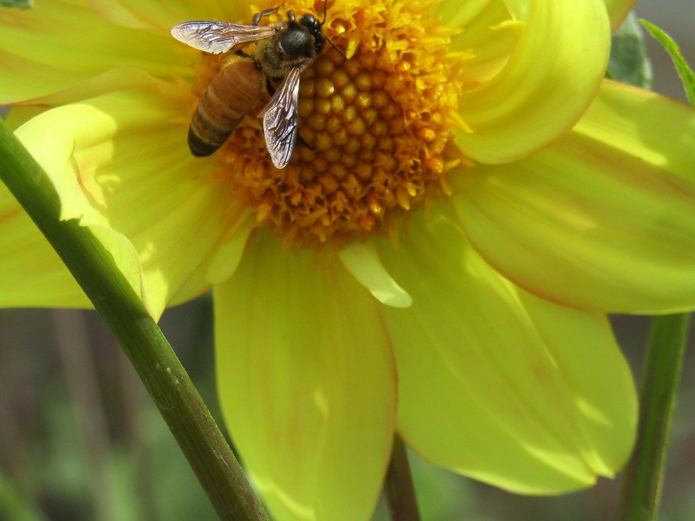 Flower With Bee