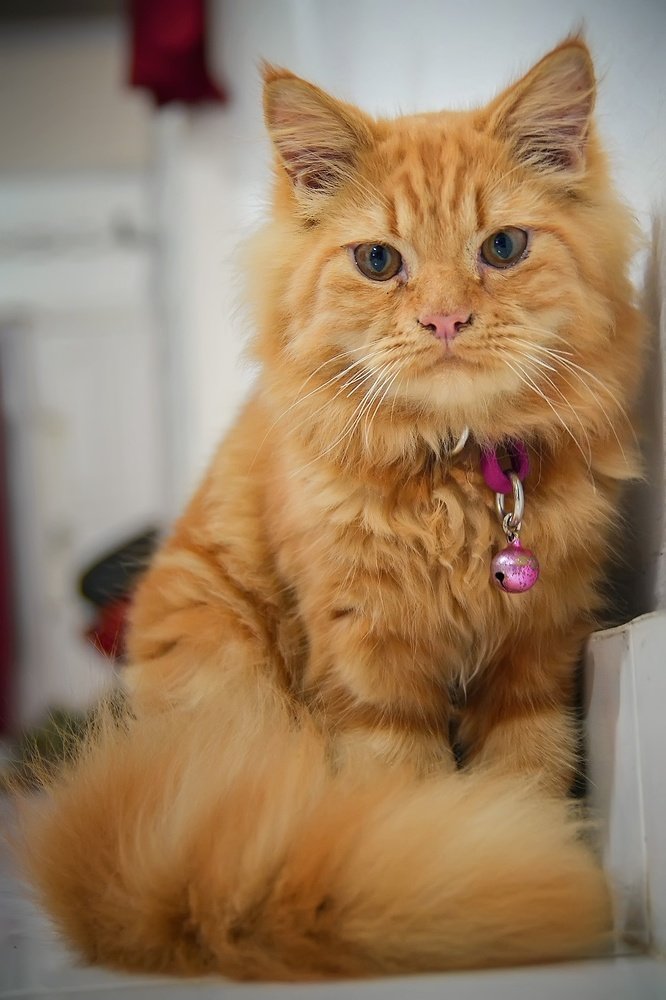 Photograph by  TWIN CHAN