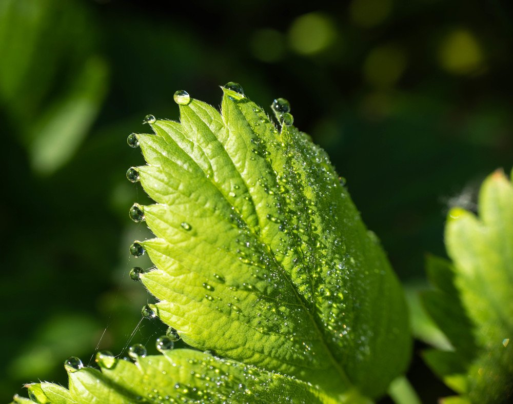 Photograph by Владимир Пакалевич