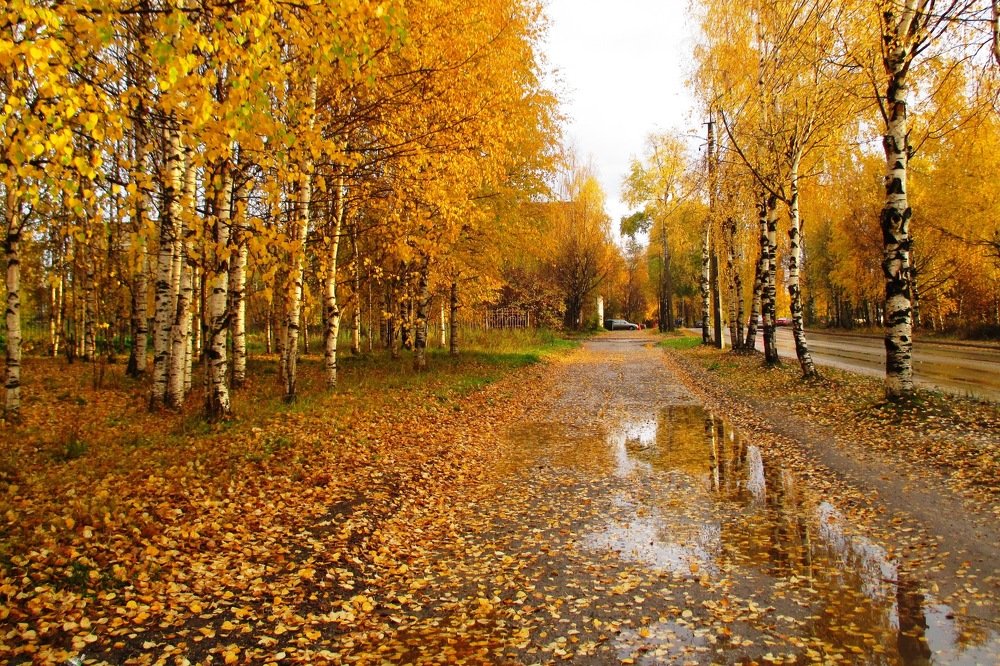 Осень. Дожди.