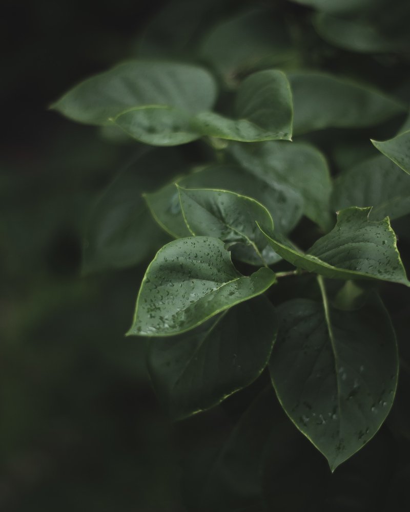 Photograph by Виктория Шлёпина