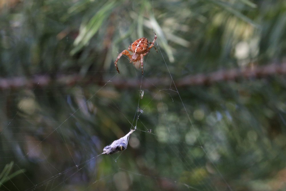 Photograph by Olga Oginskaya