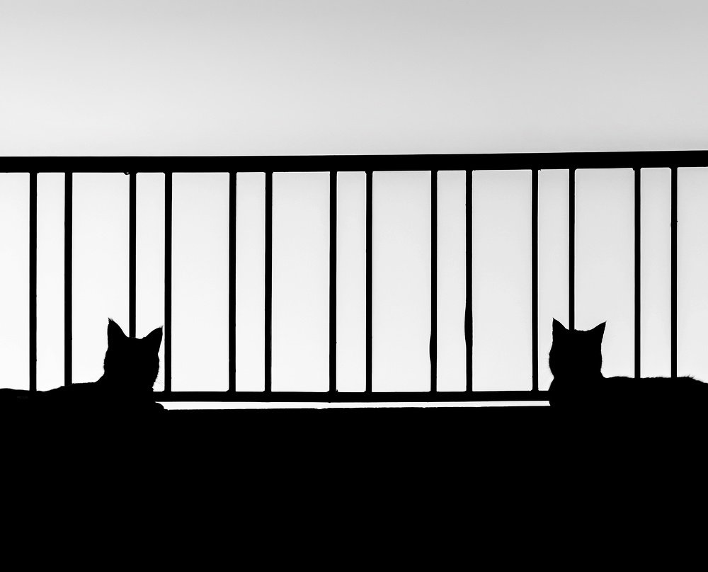 Photograph by Mina Yazdani rad