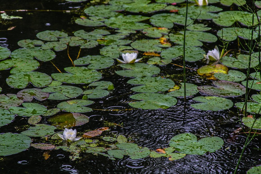 Photograph by Анатолий Мигов