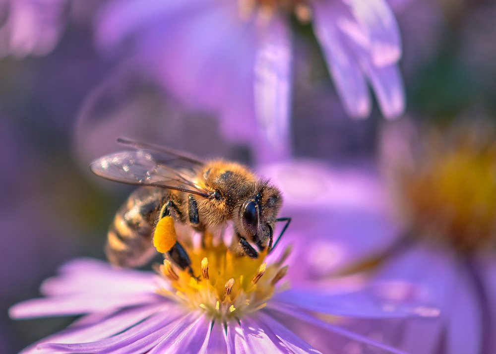 Photograph by Никанорова Ольга